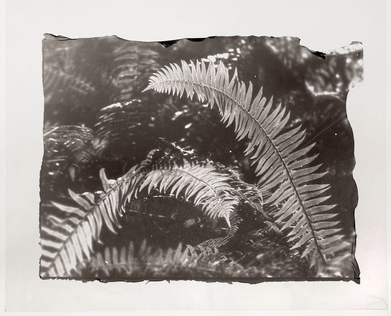 © Sarah Grew - Image from the The Ghost Forest – Out of the Ashes photography project