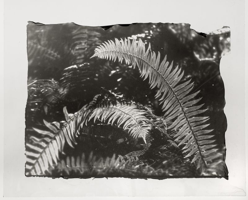 © Sarah Grew - Image from the The Ghost Forest – Out of the Ashes photography project