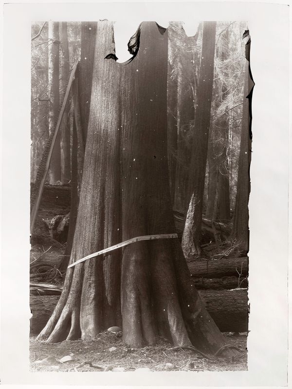 © Sarah Grew - Image from the The Ghost Forest – Out of the Ashes photography project