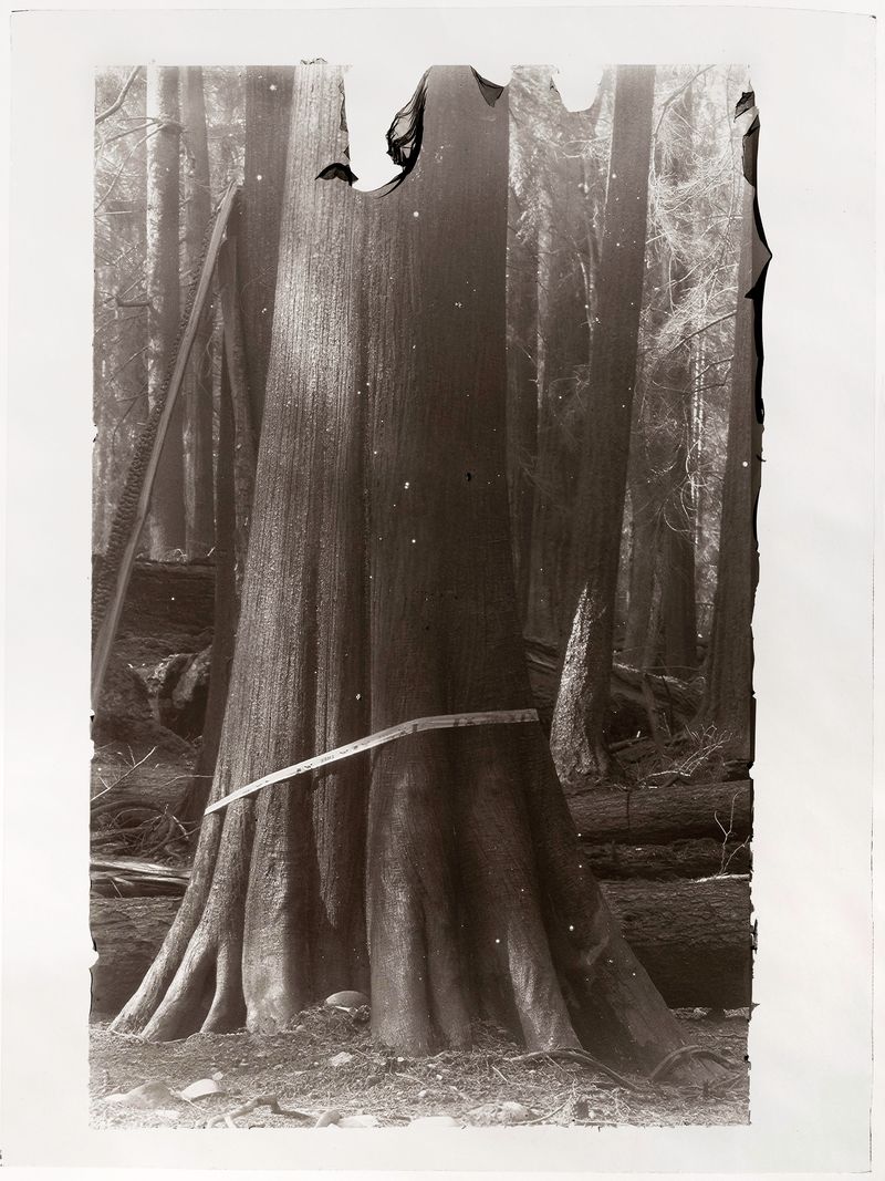 © Sarah Grew - Image from the The Ghost Forest – Out of the Ashes photography project