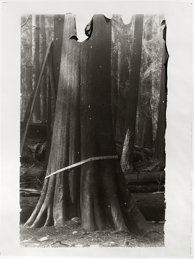 © Sarah Grew - Image from the The Ghost Forest – Out of the Ashes photography project