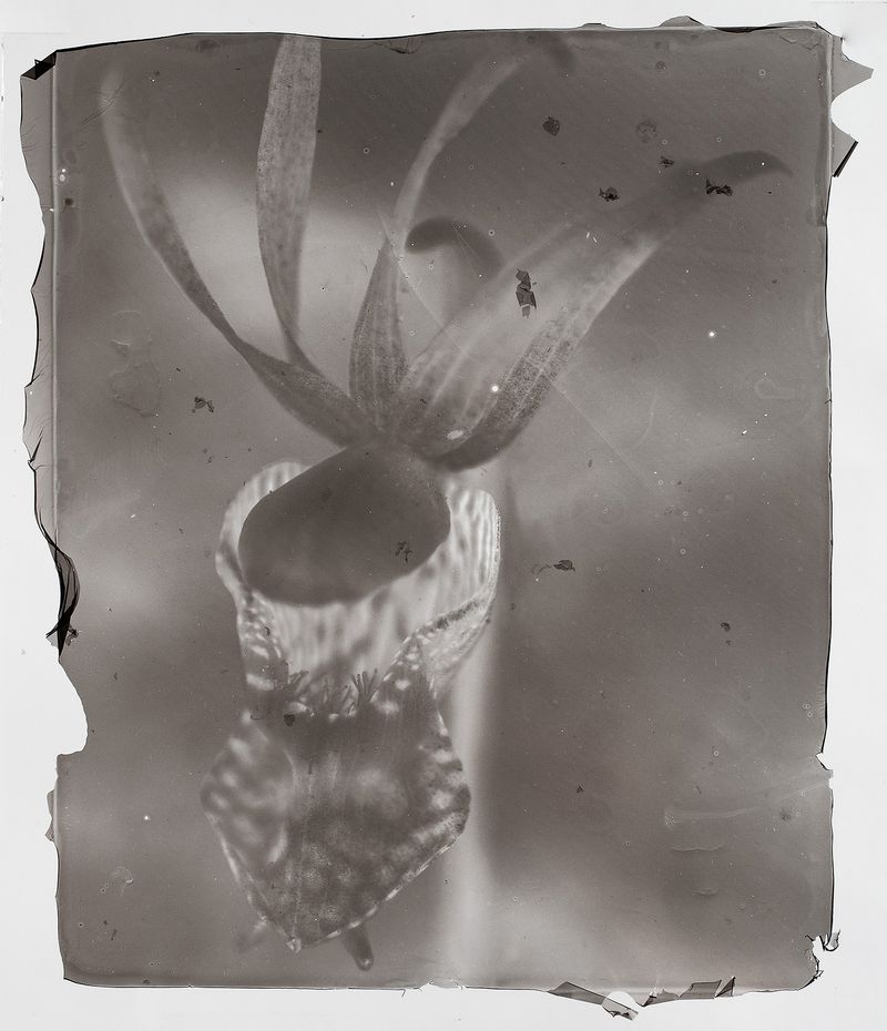 © Sarah Grew - The Calypso Orchid or Lady Slipper is one of only a few orchids native to the western forests.