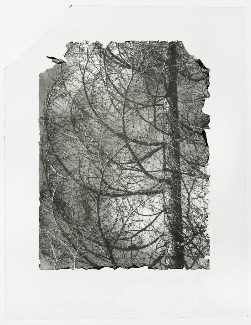 © Sarah Grew - Image from the The Ghost Forest – Out of the Ashes photography project