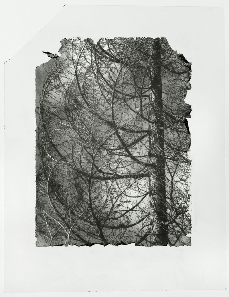 © Sarah Grew - Image from the The Ghost Forest – Out of the Ashes photography project