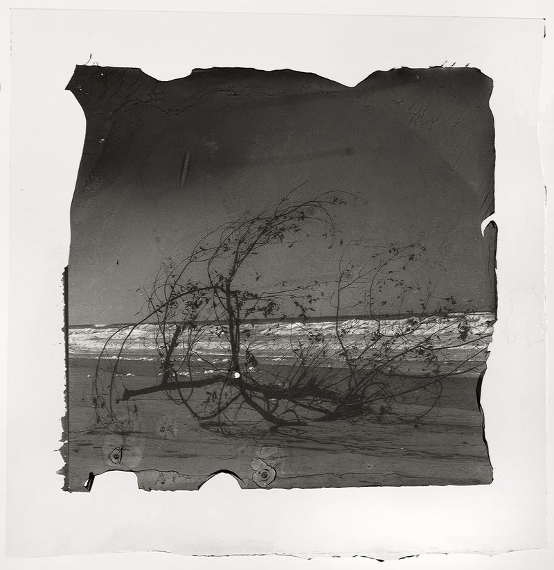 © Sarah Grew - On the beach arrive a few fallen branches and burned trees that have travelled down the rivers to meet the sea.