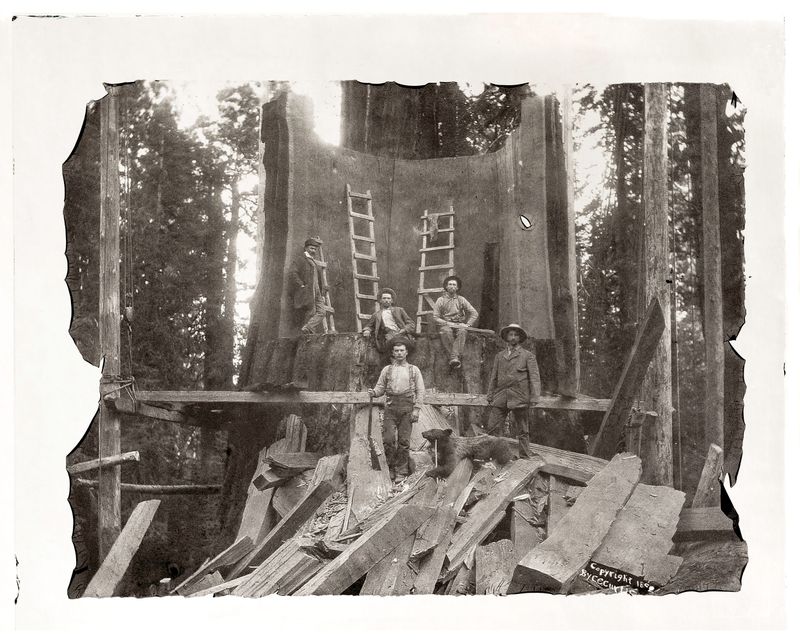 © Sarah Grew - Image from the The Ghost Forest – Out of the Ashes photography project