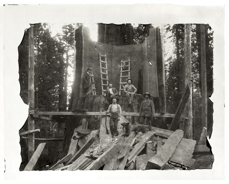 © Sarah Grew - Image from the The Ghost Forest – Out of the Ashes photography project