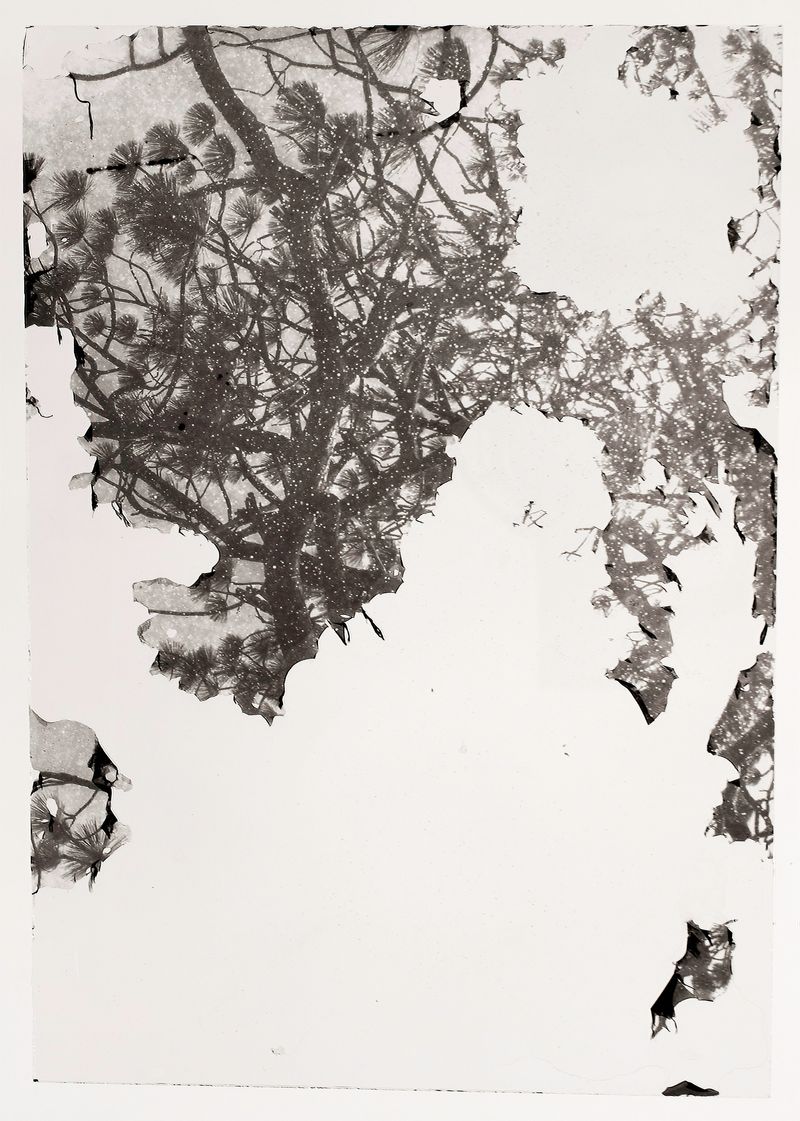 © Sarah Grew - Image from the The Ghost Forest – Out of the Ashes photography project