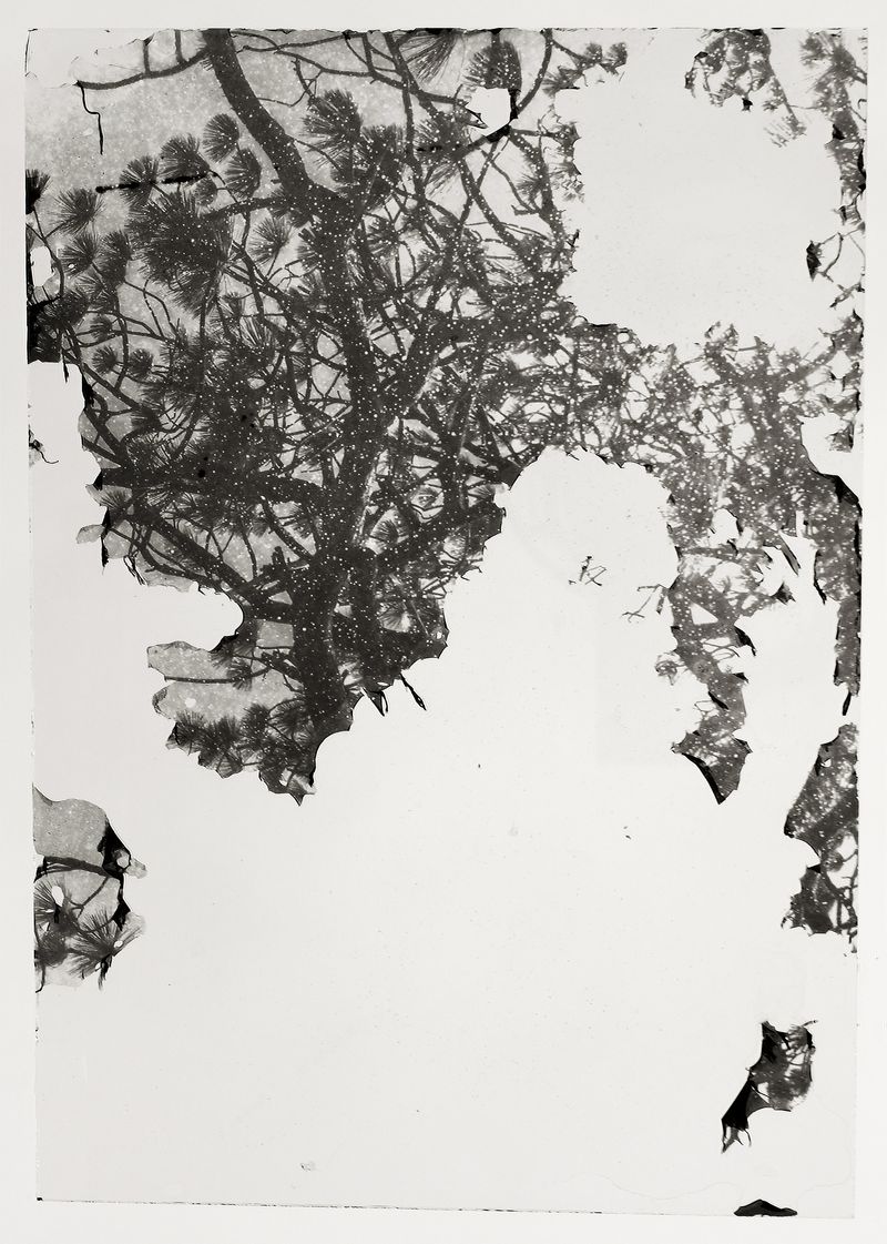 © Sarah Grew - Image from the The Ghost Forest – Out of the Ashes photography project