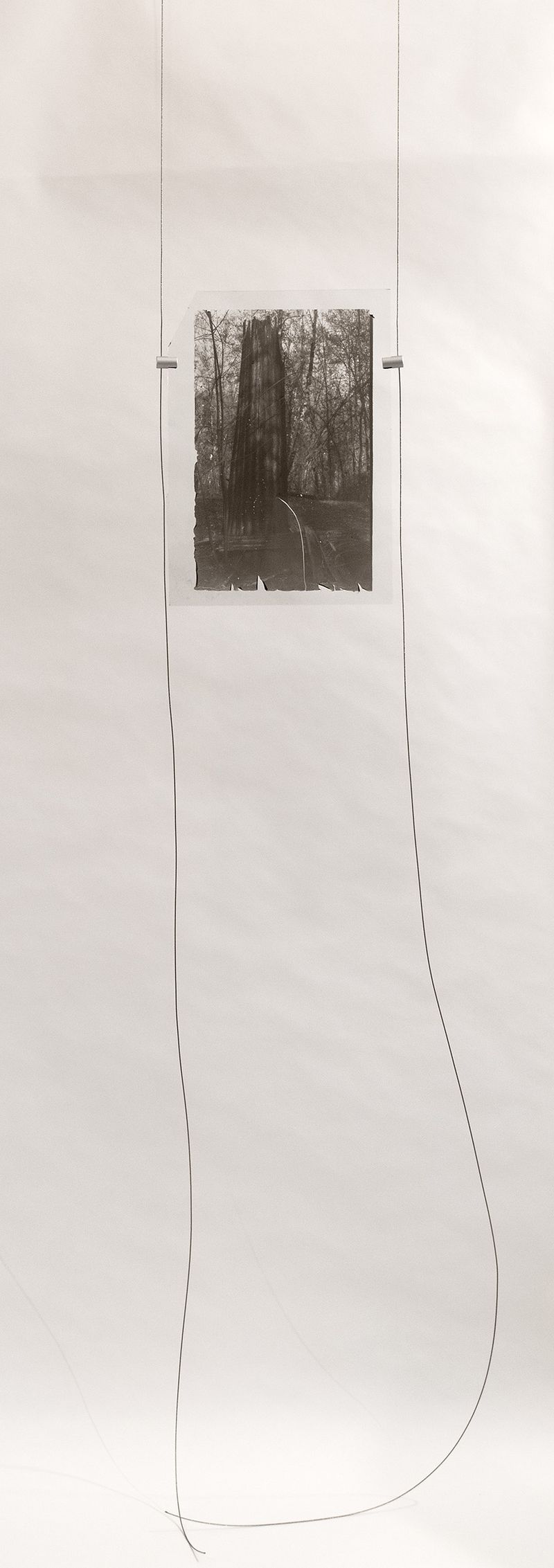 © Sarah Grew - Ghost tree.