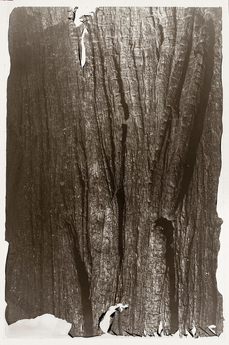 © Sarah Grew - Image from the The Ghost Forest – Out of the Ashes photography project