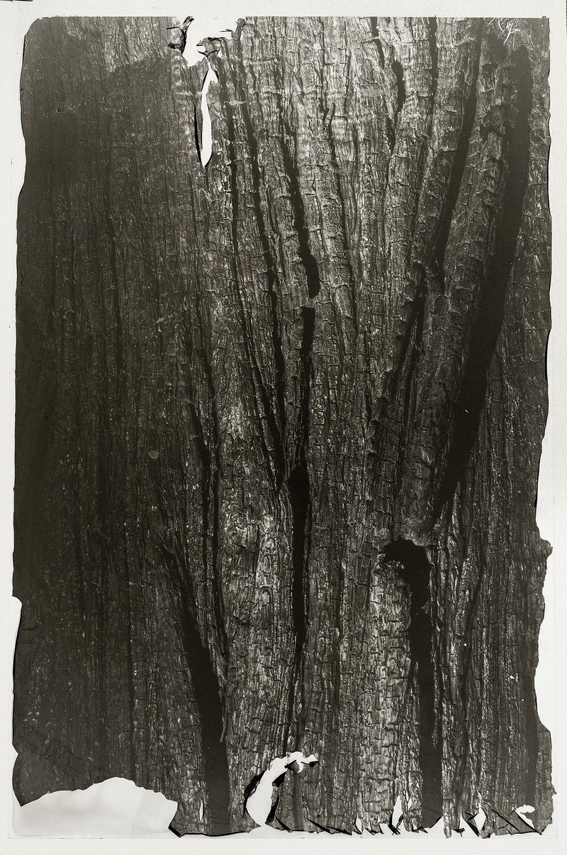 © Sarah Grew - Image from the The Ghost Forest – Out of the Ashes photography project