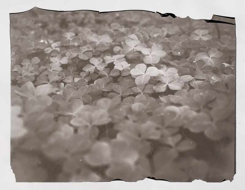 © Sarah Grew - Oxalis carpets parts of the forest floor with its clover leaves in dappled light.