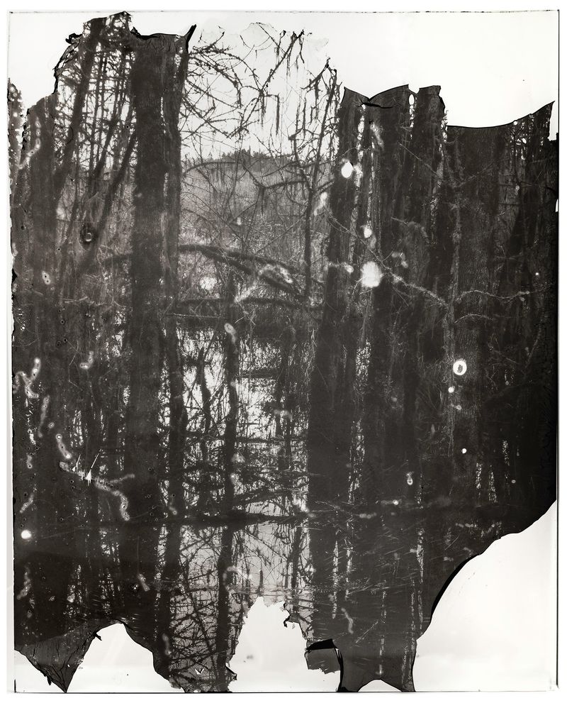 © Sarah Grew - Image from the The Ghost Forest – Out of the Ashes photography project