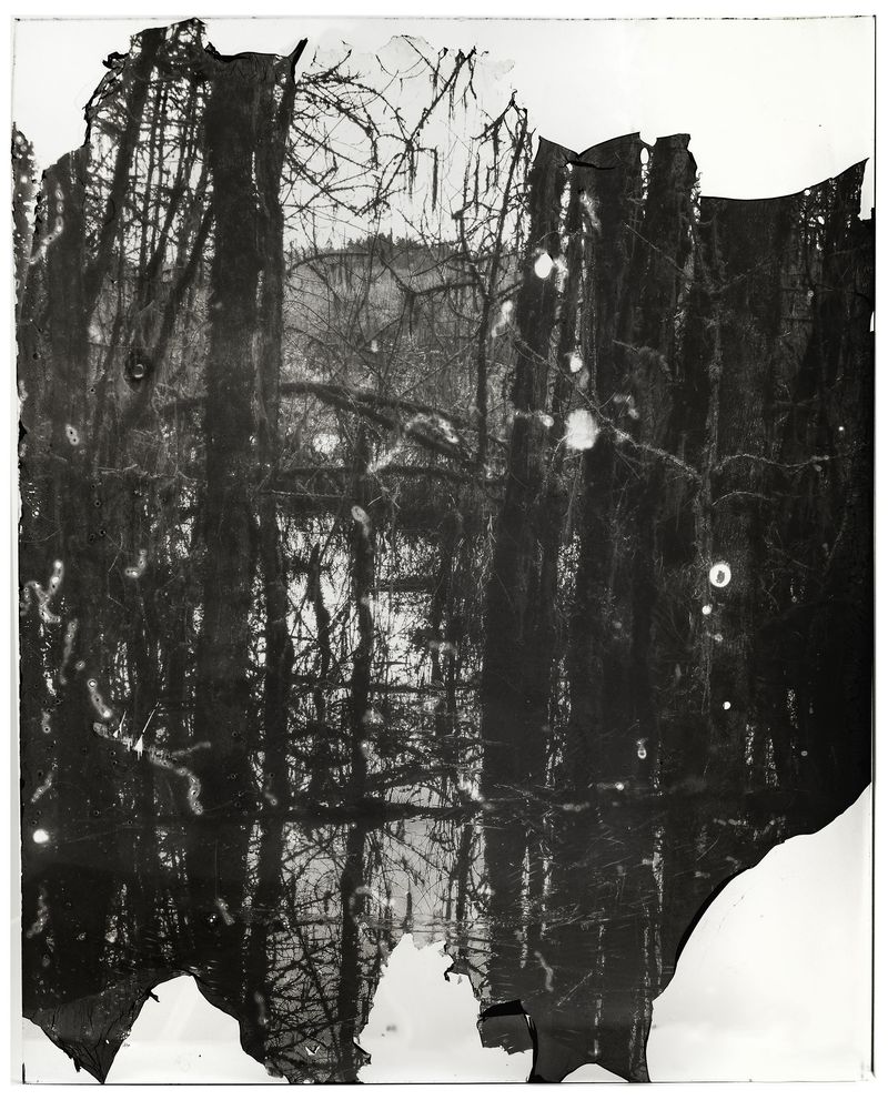 © Sarah Grew - Image from the The Ghost Forest – Out of the Ashes photography project