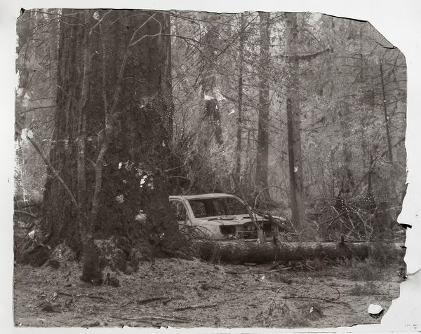 © Sarah Grew - Image from the The Ghost Forest – Out of the Ashes photography project