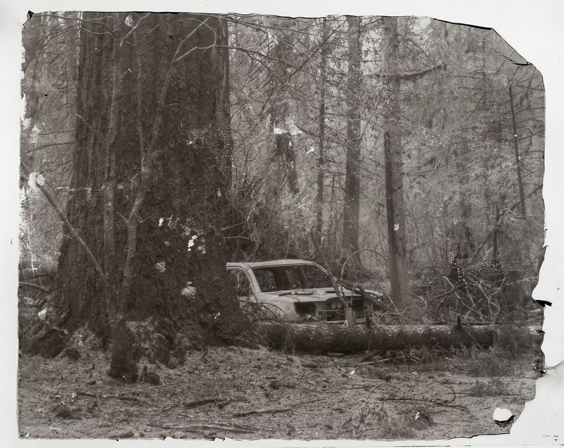 © Sarah Grew - Image from the The Ghost Forest – Out of the Ashes photography project