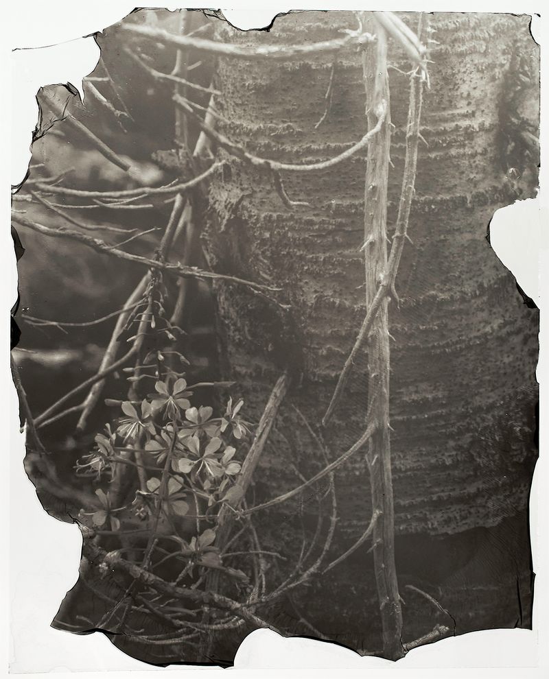 © Sarah Grew - Image from the The Ghost Forest – Out of the Ashes photography project