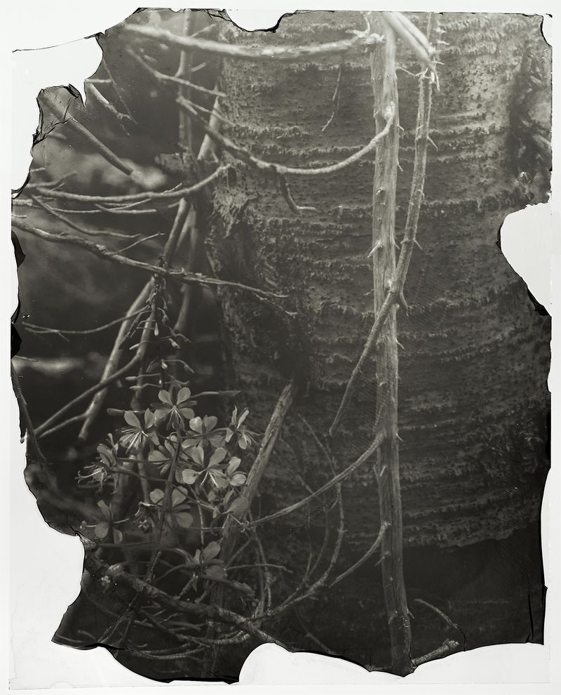 © Sarah Grew - Image from the The Ghost Forest – Out of the Ashes photography project