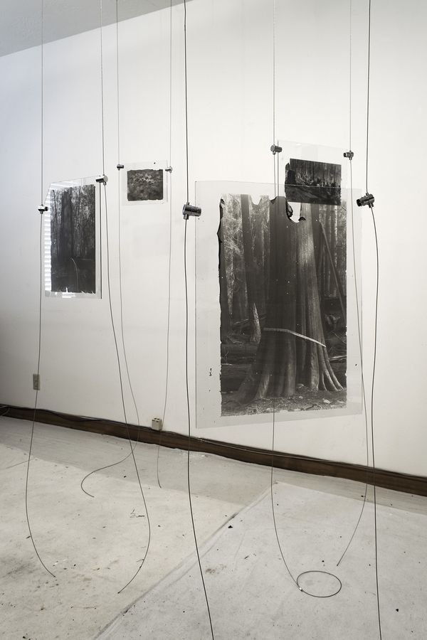 © Sarah Grew - Image from the The Ghost Forest – Out of the Ashes photography project