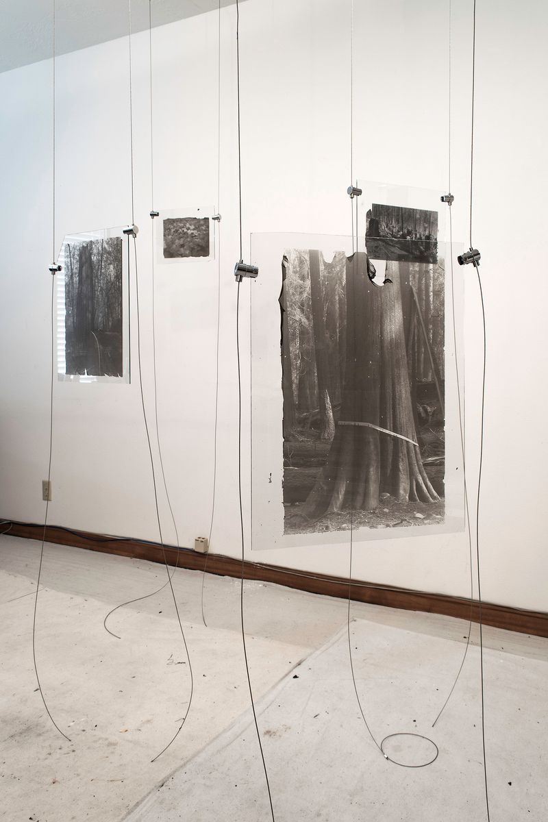 © Sarah Grew - Image from the The Ghost Forest – Out of the Ashes photography project