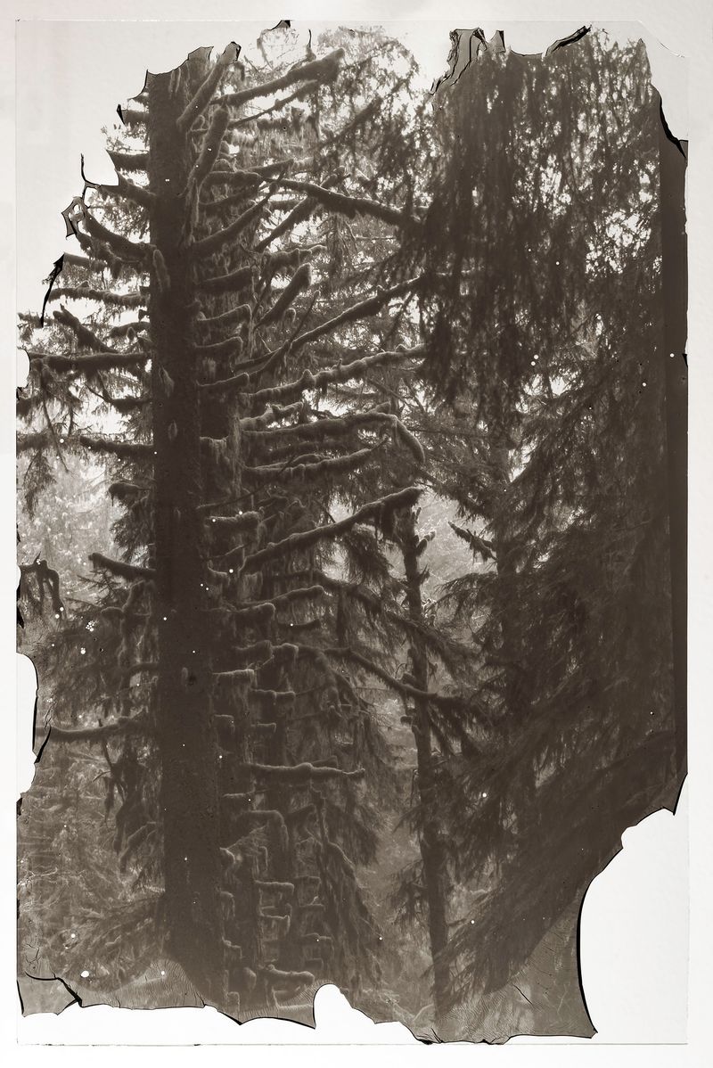 © Sarah Grew - Image from the The Ghost Forest – Out of the Ashes photography project