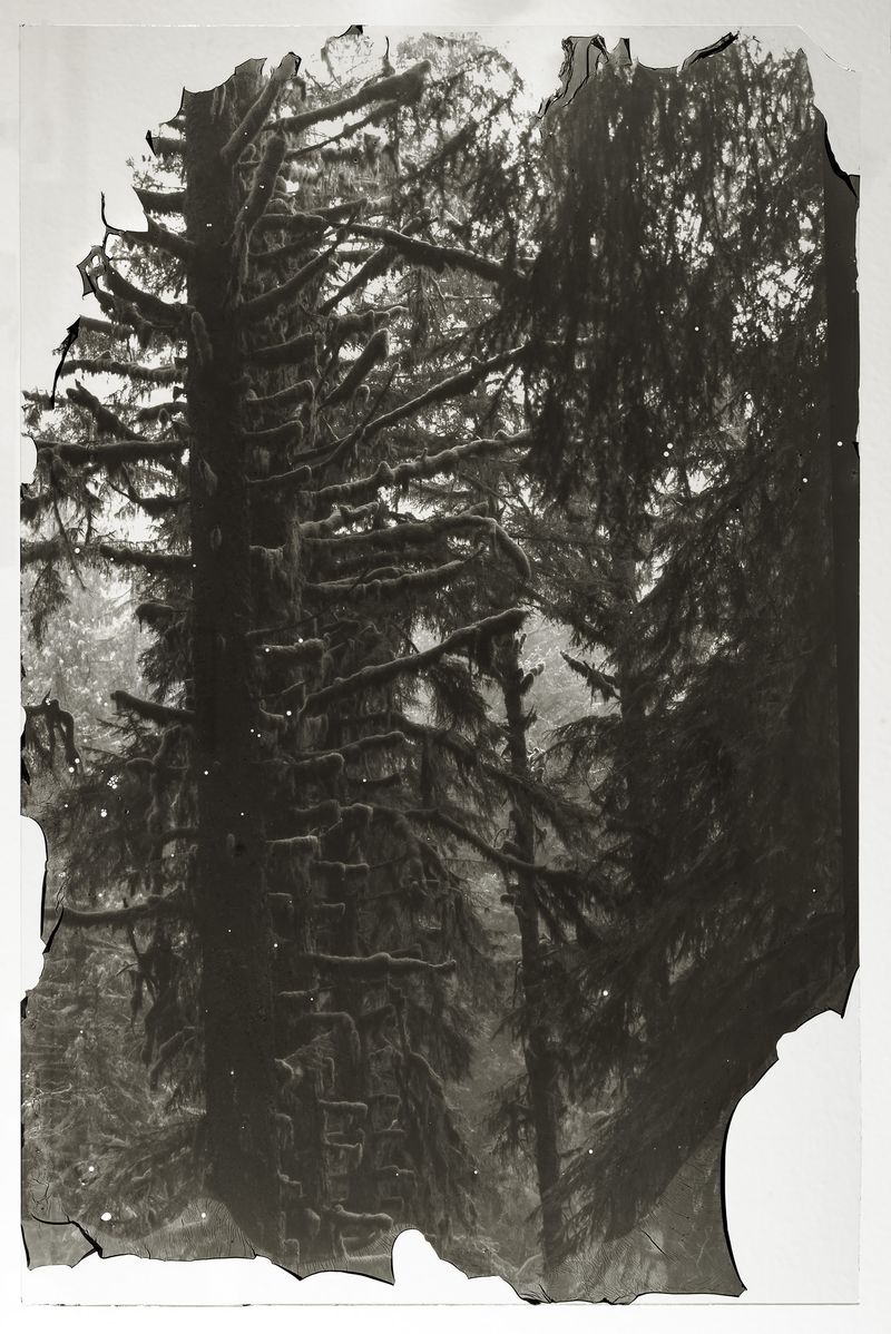 © Sarah Grew - Image from the The Ghost Forest – Out of the Ashes photography project
