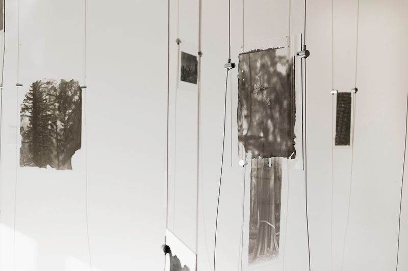 © Sarah Grew - The Ghost Forest. Parial View. An invitation to come wander in the Ghost Forest and watch its ashes disperse.