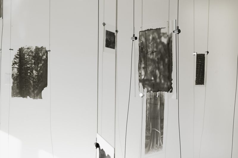 © Sarah Grew - The Ghost Forest. Parial View. An invitation to come wander in the Ghost Forest and watch its ashes disperse.