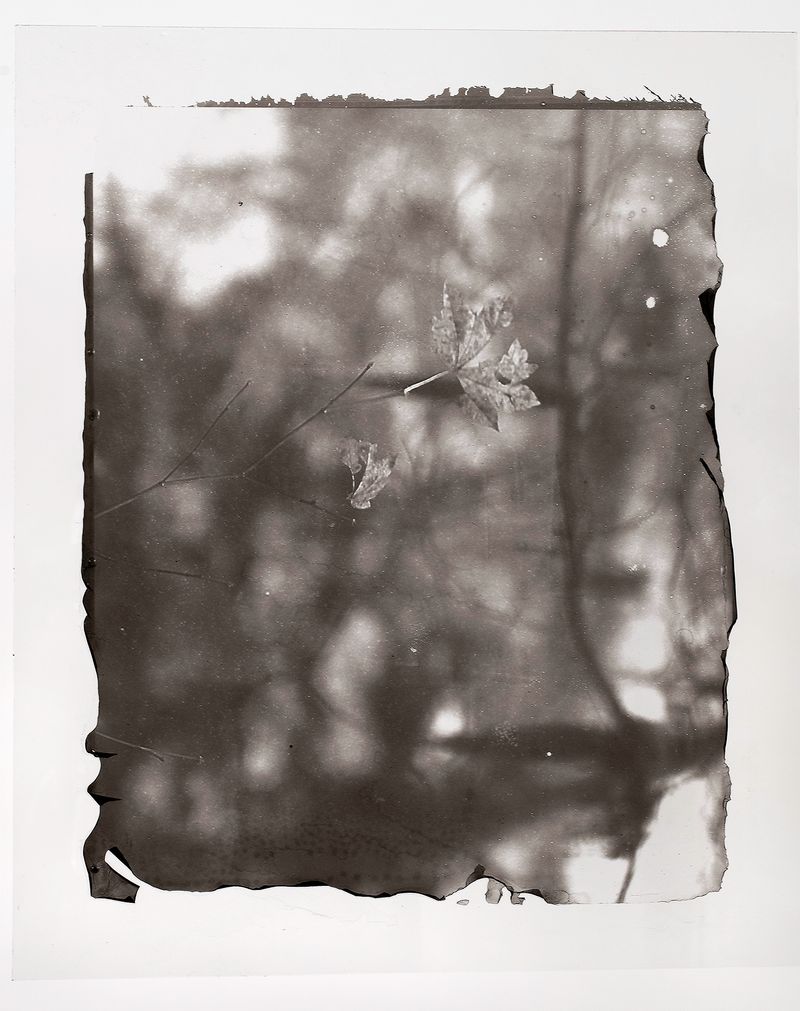 © Sarah Grew - Does a falling maple leaf make a sound if there is no one to hear it in the forest?