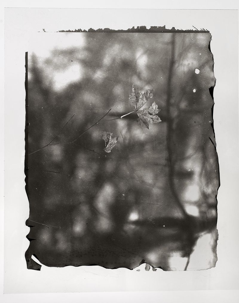 © Sarah Grew - Does a falling maple leaf make a sound if there is no one to hear it in the forest?
