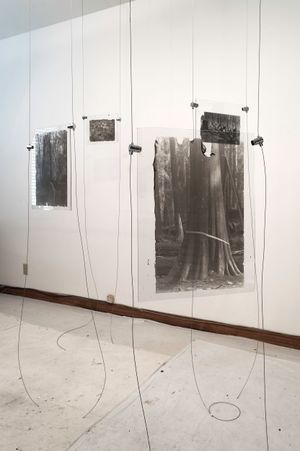 The Ghost Forest – Out of the Ashes