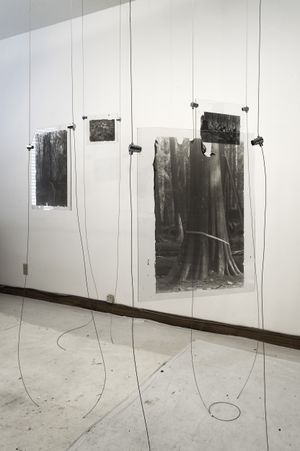 The Ghost Forest – Out of the Ashes