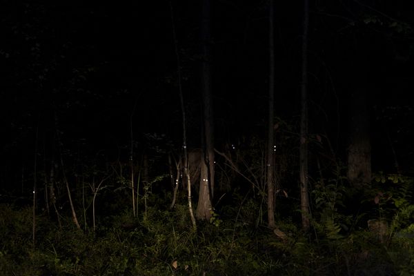 © Ekaterina Plechinta - The souls of the murdered girls remained forever in the forests near the town of Levikha.