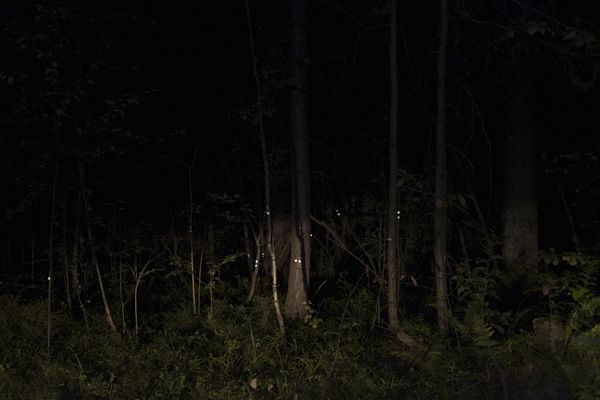 © Ekaterina Plechinta - The souls of the murdered girls remained forever in the forests near the town of Levikha.