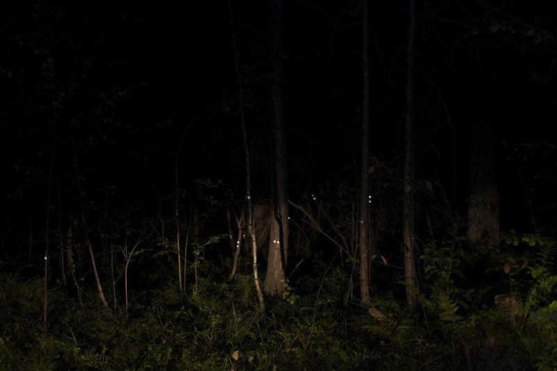 © Ekaterina Plechinta - The souls of the murdered girls remained forever in the forests near the town of Levikha.