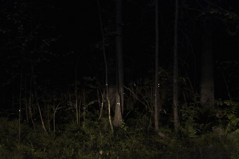 © Ekaterina Plechinta - The souls of the murdered girls remained forever in the forests near the town of Levikha.