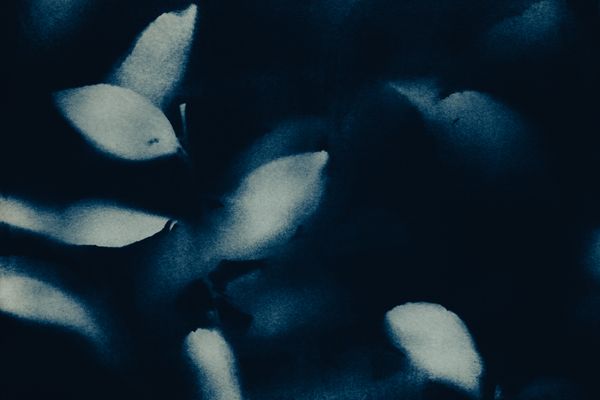 © françoise schneiders - Image from the A Burial photography project