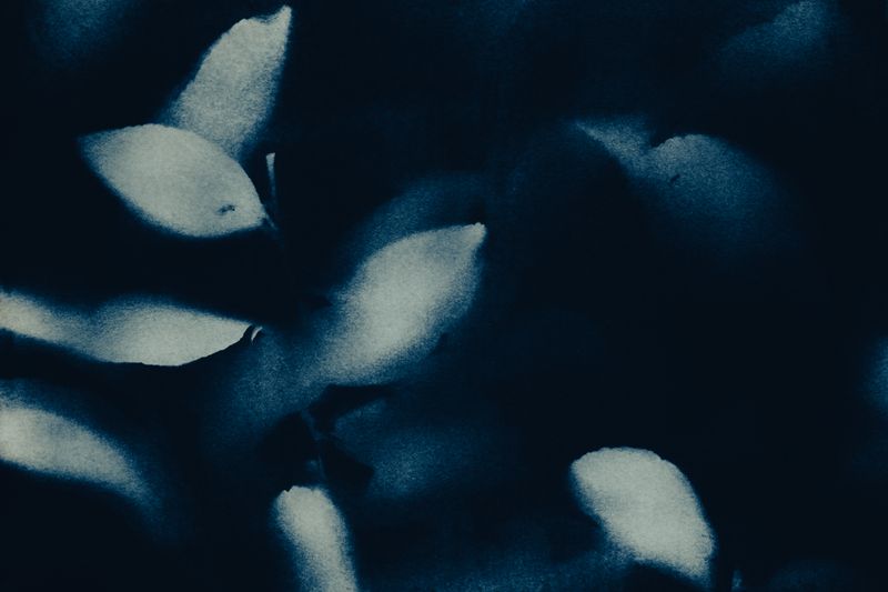 © françoise schneiders - Image from the A Burial photography project