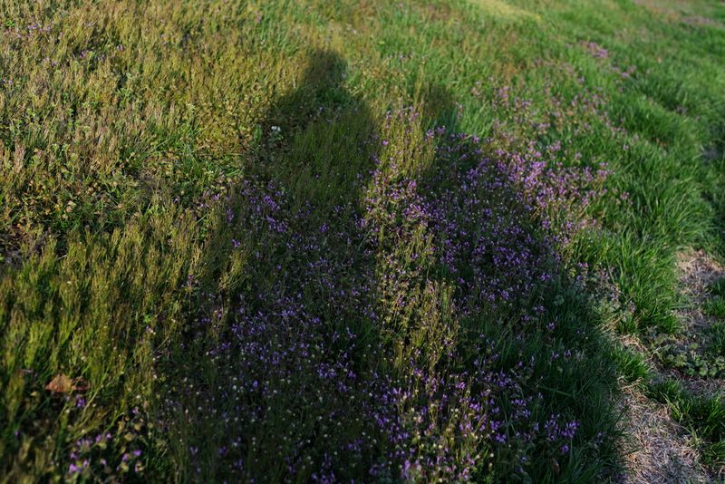 © Valentina Soto - Image from the La maleza photography project