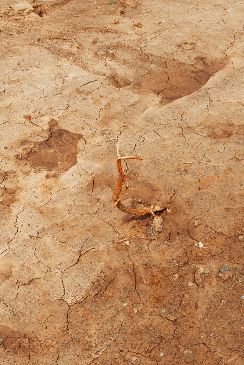 © Valentina Soto - Image from the La maleza photography project