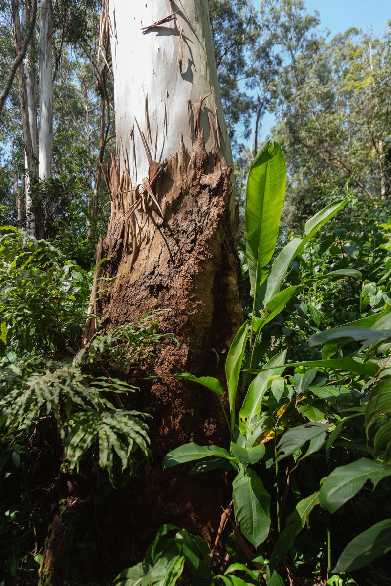 © Valentina Soto - Image from the La maleza photography project