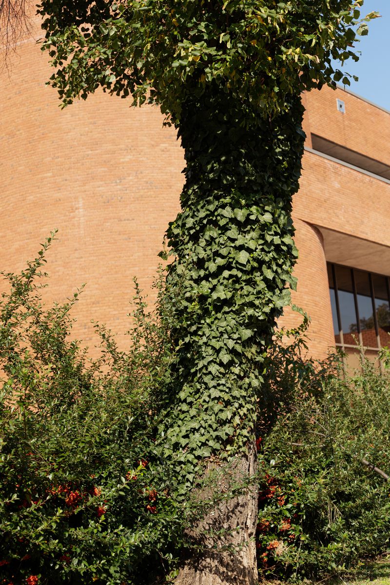 © Valentina Soto - Image from the La maleza photography project