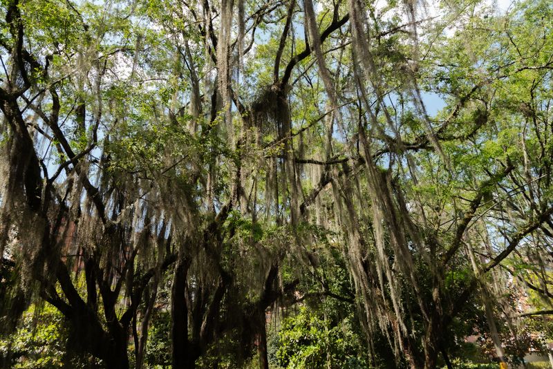 © Valentina Soto - Image from the La maleza photography project