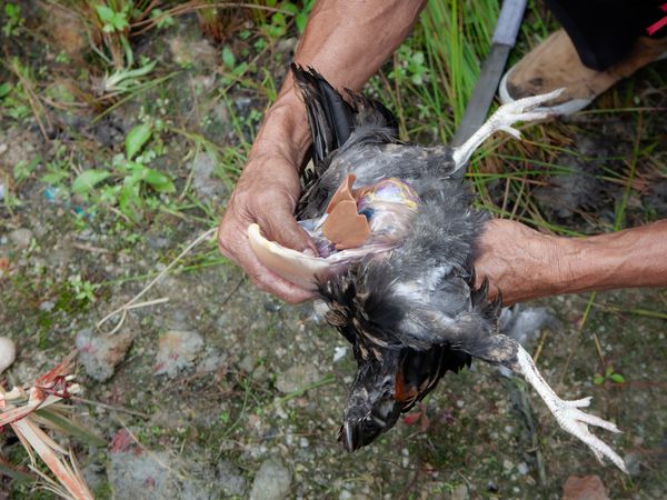 © Sahil Jagasia - A liver of a chicken is pulled out.