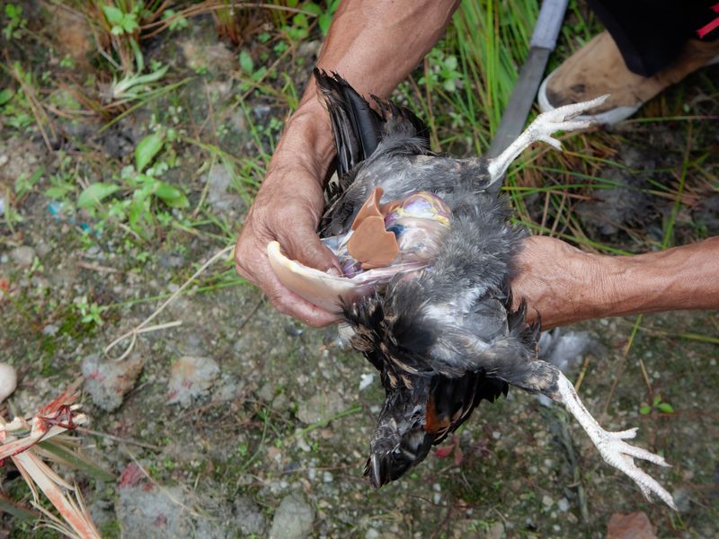 © Sahil Jagasia - A liver of a chicken is pulled out.