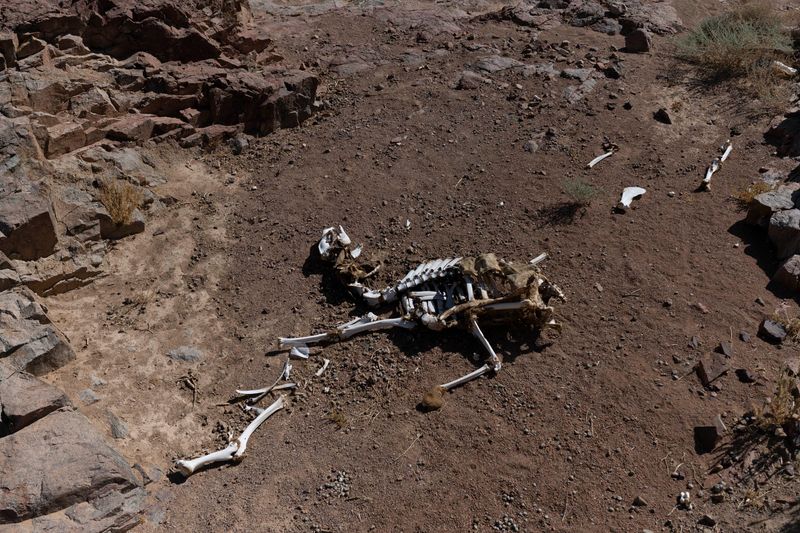 © Rehab Eldalil - Image from the The Longing Of The Stranger Whose Path Has Been Broken photography project