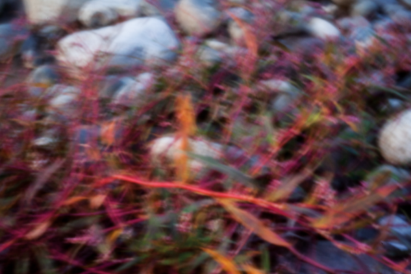 © Isabel Fernández Echavarría - Image from the Mapuchunko photography project