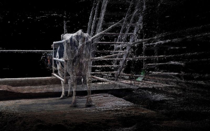 © Daniel Szalai - Image from the Unleash Your Herd's Potential photography project