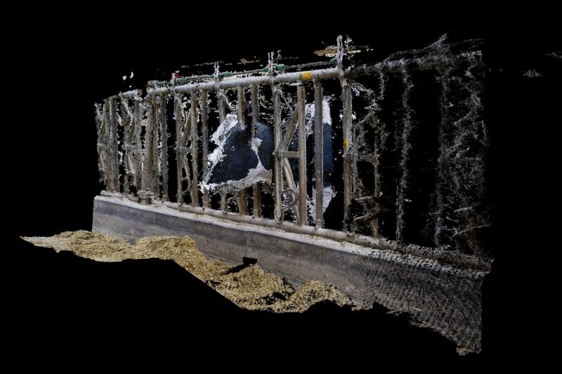 © Daniel Szalai - Cow 0158 Eating